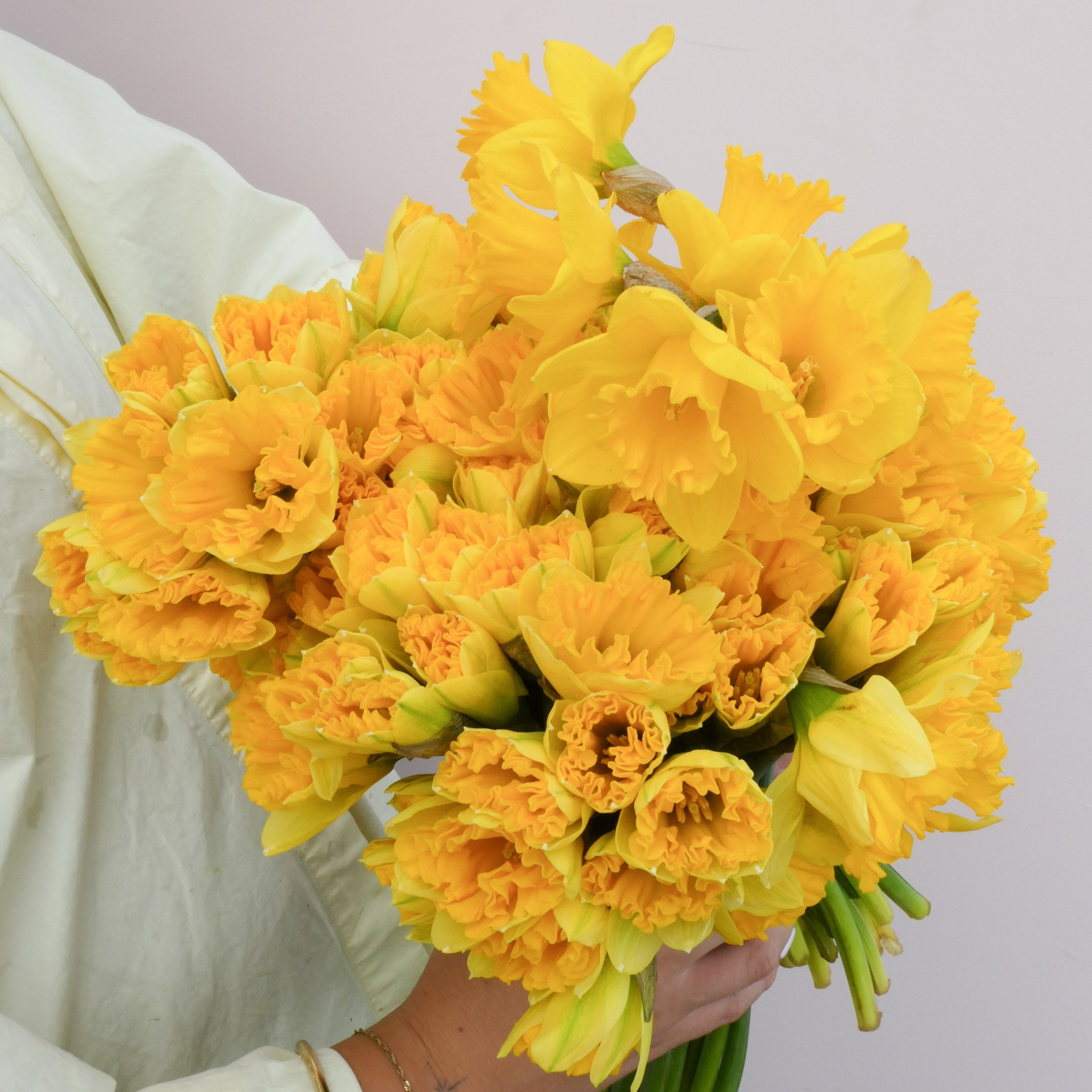 Daffodil Day 20th August