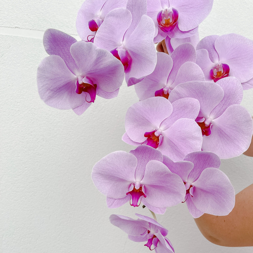 SPECIAL Phalenopsis Stem