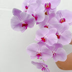 SPECIAL Phalenopsis Stem