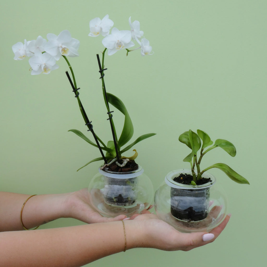 Cup O'Flora