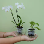Cup O'Flora