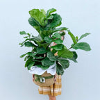 Large Indoor Plant